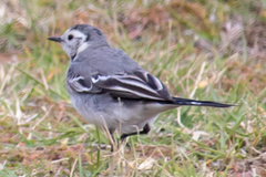 Motacilla alba