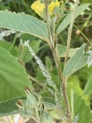 Melhania forbesii