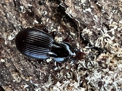 Gastrellarius honestus