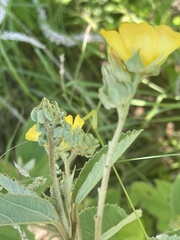 Melhania forbesii