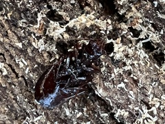 Gastrellarius honestus