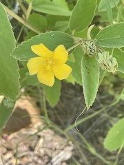 Melhania forbesii