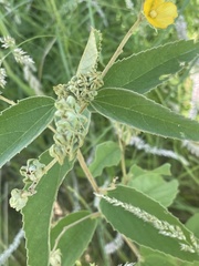 Melhania forbesii