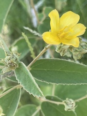 Melhania forbesii