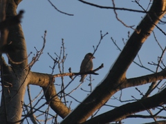 Coccothraustes coccothraustes