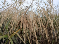 Miscanthus floridulus