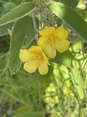 Melhania forbesii