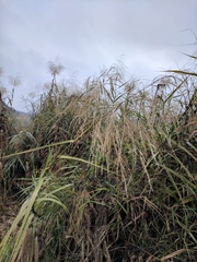 Miscanthus floridulus