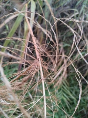 Miscanthus floridulus