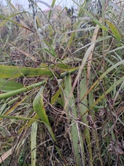 Miscanthus floridulus