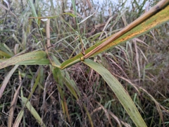 Miscanthus floridulus