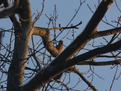Coccothraustes coccothraustes