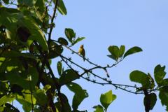 Chalcoparia singalensis