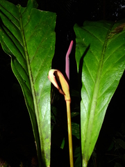 Anthurium jenmanii