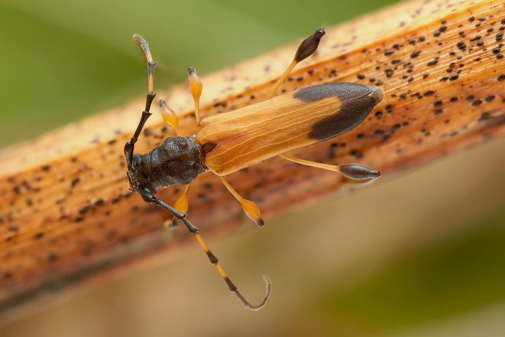 Cordylomera elegans