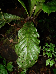 Anthurium jenmanii