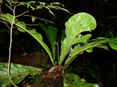 Anthurium jenmanii