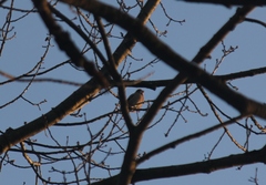 Coccothraustes coccothraustes