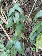 Speranskia cantonensis