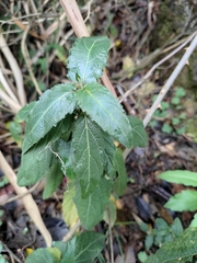 Speranskia cantonensis