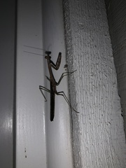 Stagmomantis carolina