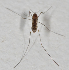 Anopheles freeborni