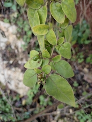 Jasminum sinense