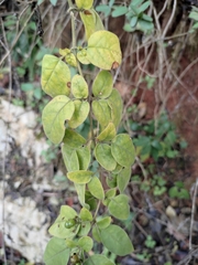 Jasminum sinense