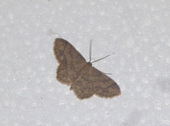 Idaea subsaturata