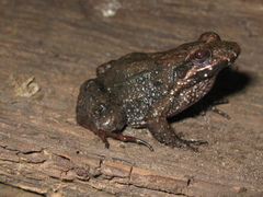 Leptodactylus podicipinus