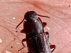Idiobates castaneus