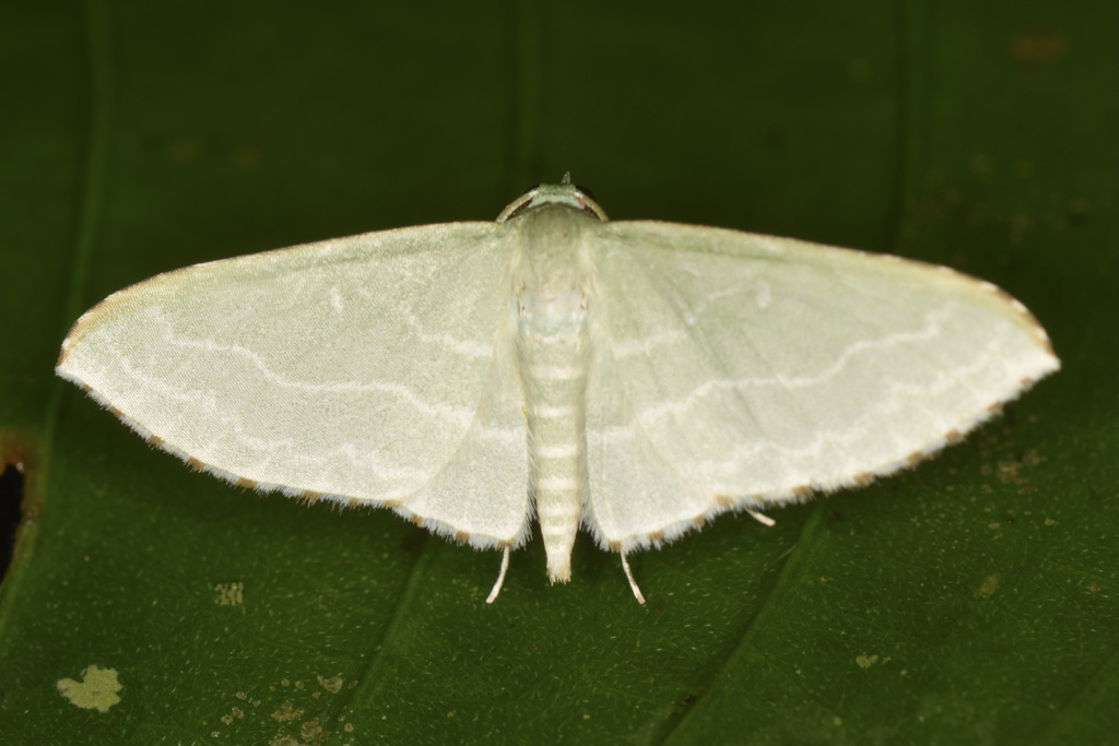 Dyspteris subvariata