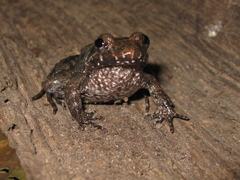 Leptodactylus podicipinus