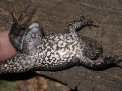 Leptodactylus podicipinus