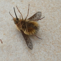 Bombylius medius