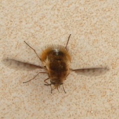 Bombylius medius