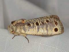 Biocellata alfarae