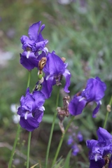 Iris pallida illyrica