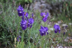 Iris pallida illyrica