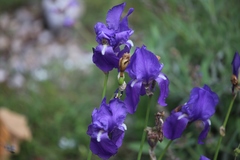 Iris pallida illyrica