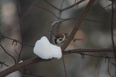 Passer montanus