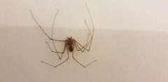 Scytodes globula