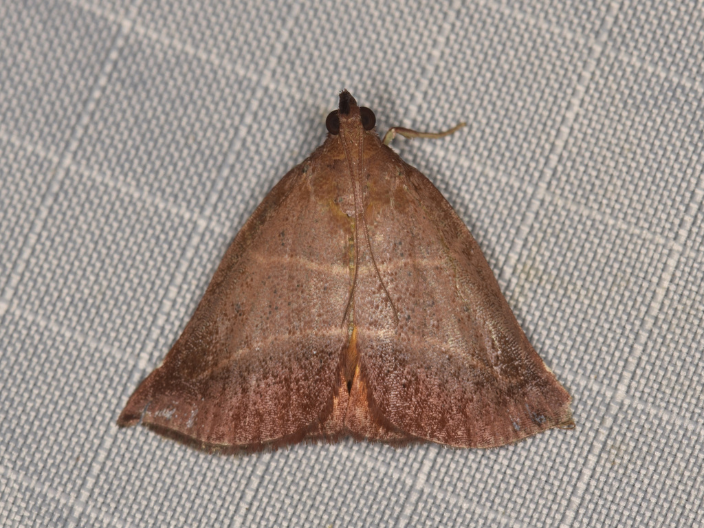 Casuaria catocalis