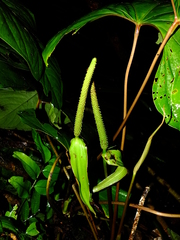 Anthurium sagittatum