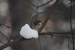 Passer montanus