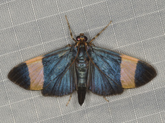 Pilocrocis xanthozonalis
