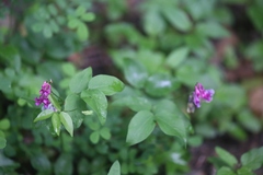 Lathyrus vernus