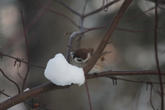 Passer montanus