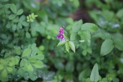 Lathyrus vernus