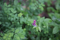Lathyrus vernus